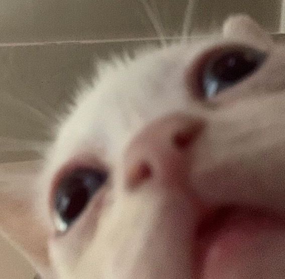 Kaylarmoopy's tweet image. 