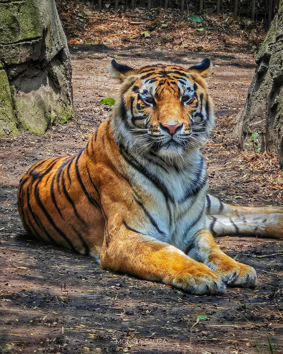 mosave_87's tweet image. Si bastase con amar las cosas serían demasiado sencillas.
Albert Camus 

📷 IG: monicasauza

#cdmx #chapultepec #zoologicodechapultepec #tigre