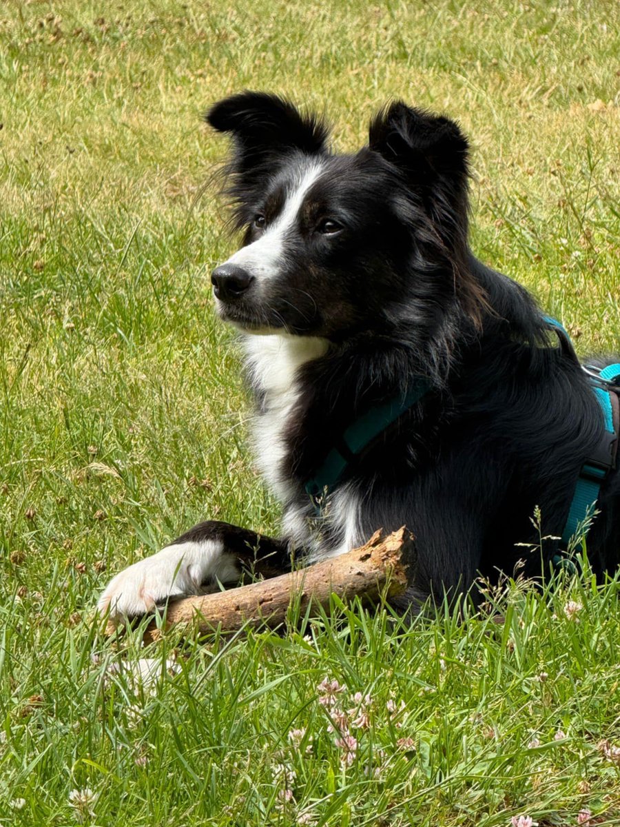 GalwaySPCA's tweet image. Moby arrived with horrific injuries & pre-op went into foster with Sarah & post-op with Tina.
MADRA kindly offered a space to Moby on their next transport run to Germany to a group they have worked with for many years with collies.
Look at him now!
#workingtogethermakesusbetter