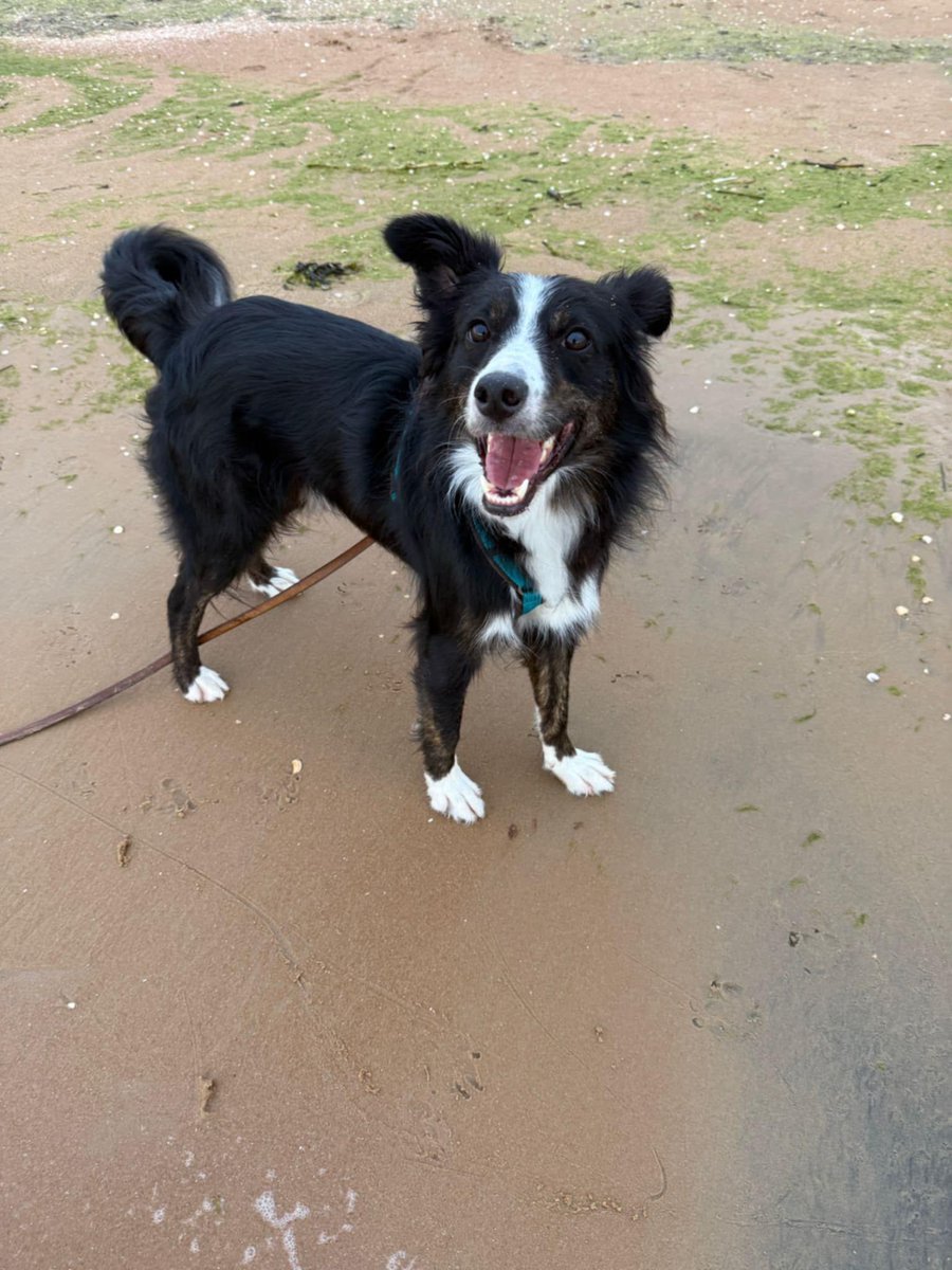 GalwaySPCA's tweet image. Moby arrived with horrific injuries & pre-op went into foster with Sarah & post-op with Tina.
MADRA kindly offered a space to Moby on their next transport run to Germany to a group they have worked with for many years with collies.
Look at him now!
#workingtogethermakesusbetter