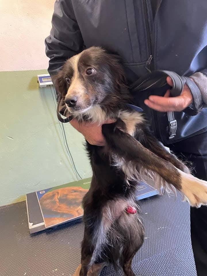 GalwaySPCA's tweet image. Moby arrived with horrific injuries & pre-op went into foster with Sarah & post-op with Tina.
MADRA kindly offered a space to Moby on their next transport run to Germany to a group they have worked with for many years with collies.
Look at him now!
#workingtogethermakesusbetter