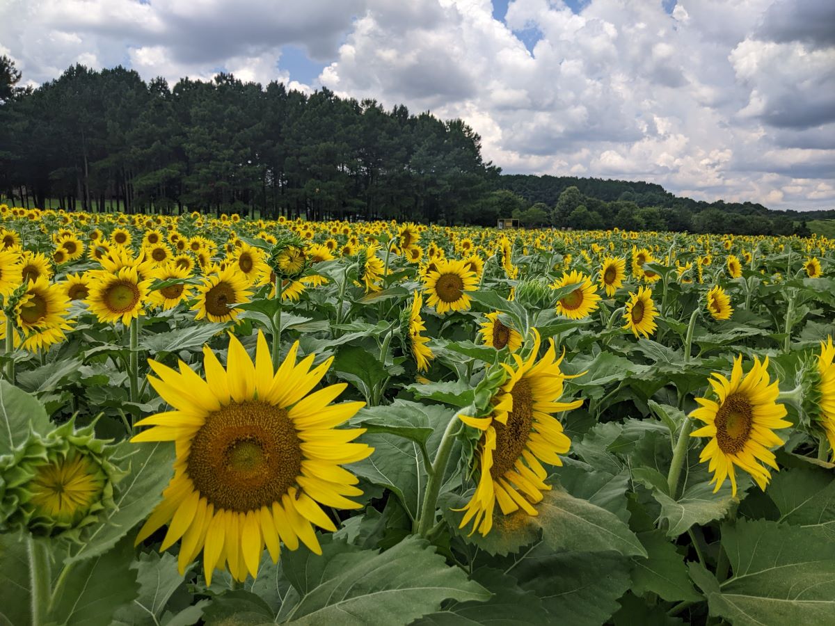 Dix Park (@dixpark) on Twitter photo Wow the summer storms have been quite the bloom booster. 🌻🌻🌻 The #DixParkSunflowers are showing off earlier than expected.
Plan your visit at dixpark.org/sunflowers
Thanks to our partners in pollination:
<a href="/RaleighGov/">City of Raleigh</a> @RaleighParks <a href="/Raleigh_Water/">Raleigh Water</a>
@DixConservancy & <a href="/PNCBank/">PNC Bank</a> Wow the summer storms have been quite the bloom booster. 🌻🌻🌻 The #DixParkSunflowers are showing off earlier than expected.
Plan your visit at dixpark.org/sunflowers
Thanks to our partners in pollination:
<a href="/RaleighGov/">City of Raleigh</a> @RaleighParks <a href="/Raleigh_Water/">Raleigh Water</a>
@DixConservancy & <a href="/PNCBank/">PNC Bank</a>