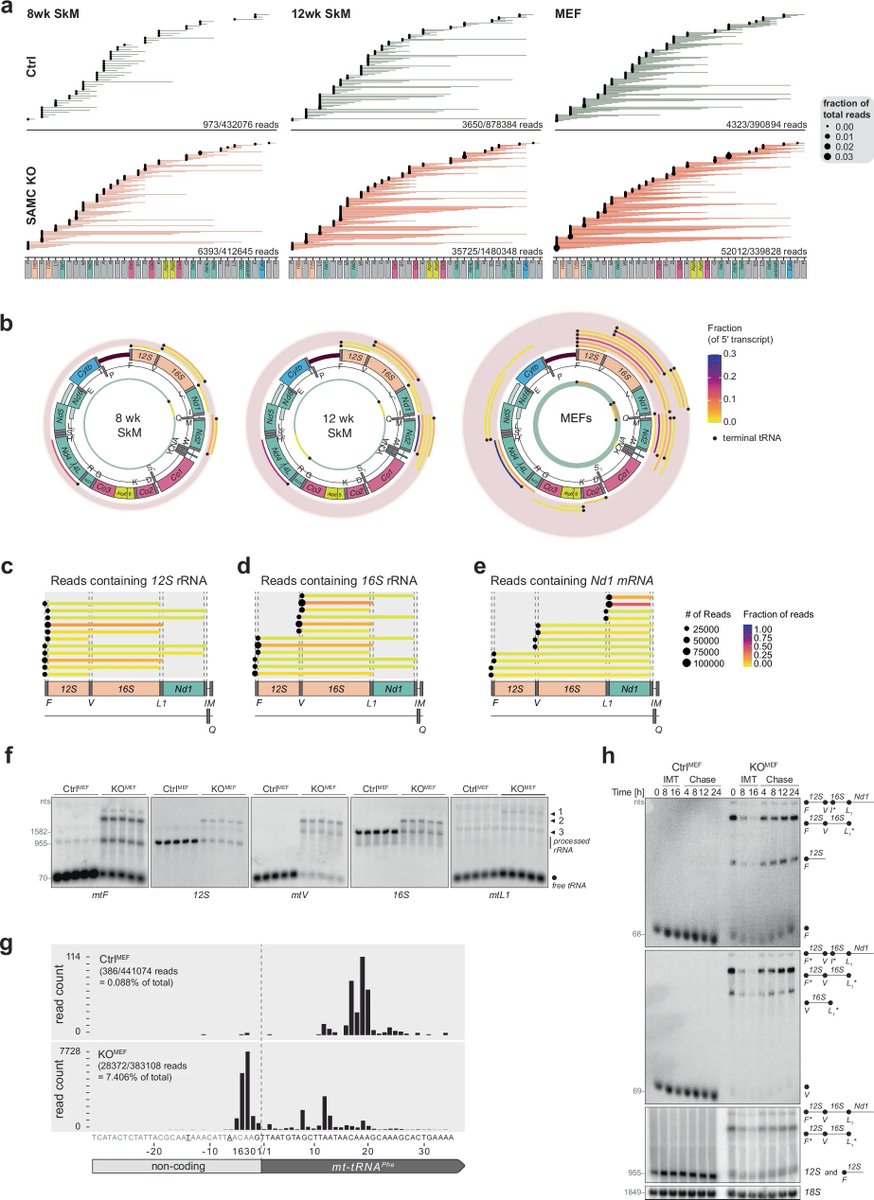 Dr. Fawaz Alzaid (@drfalzaid) on Twitter photo Latest curated papers👇🏽
📷#Mitochondria methylation potential gates mitoribosome assembly
📰Dietary control of peripheral #adipose storage capacity through membrane #lipid remodelling
🧈#Lipids rewire T cell exhaustion.
🔗biomed.news/bims-nimamd/20…
🙏🏽Thx <a href="/Bims_BiomedNews/">Bims: Biomed News</a> Latest curated papers👇🏽
📷#Mitochondria methylation potential gates mitoribosome assembly
📰Dietary control of peripheral #adipose storage capacity through membrane #lipid remodelling
🧈#Lipids rewire T cell exhaustion.
🔗biomed.news/bims-nimamd/20…
🙏🏽Thx <a href="/Bims_BiomedNews/">Bims: Biomed News</a>