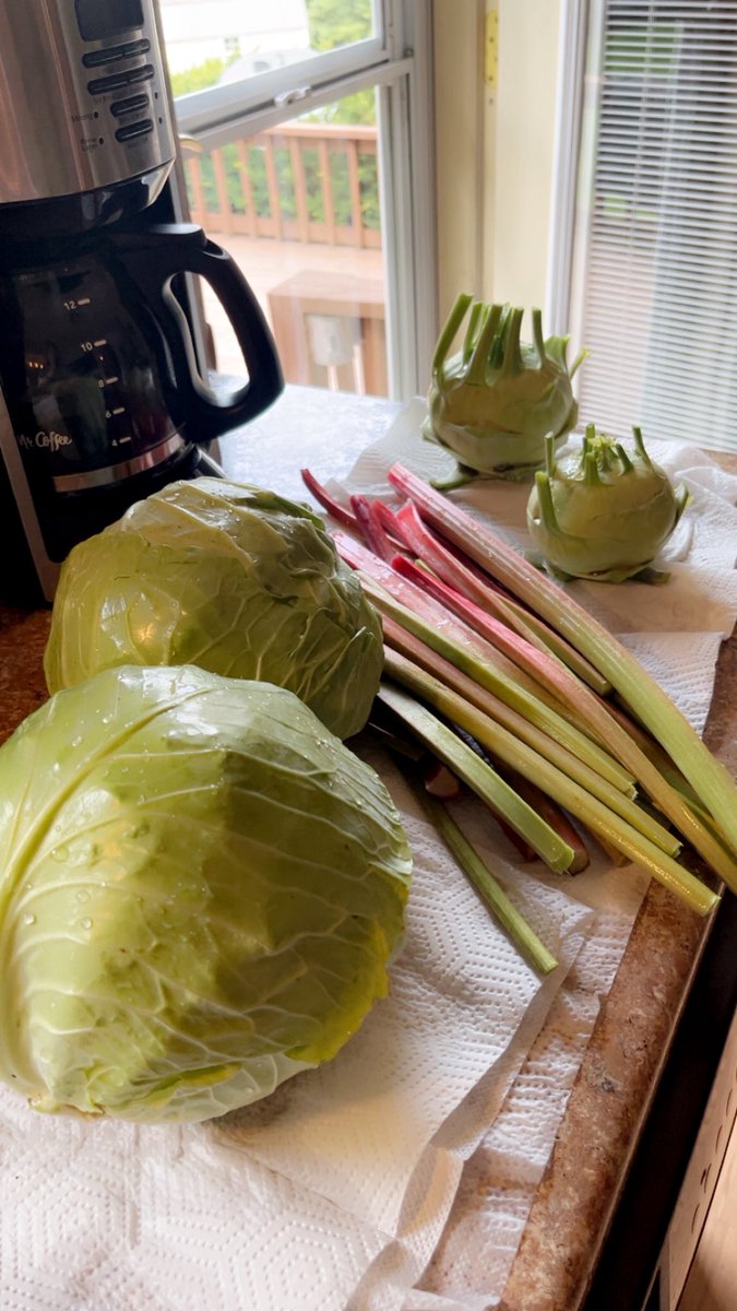 I love when harvest season starts!!! #gardening #harvest