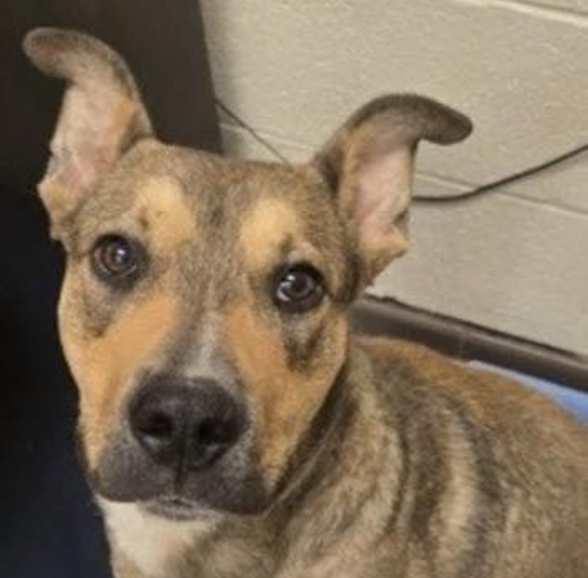 1 YEAR OLD puppy Zac #252493 is facing the end of his short life in Apple Valley CA. He arrived June 24 and has since reached the beginning of the line for euthanasia. Soon to be delisted in preparation to die, he's friendly with people, walks well on his leash and knows his