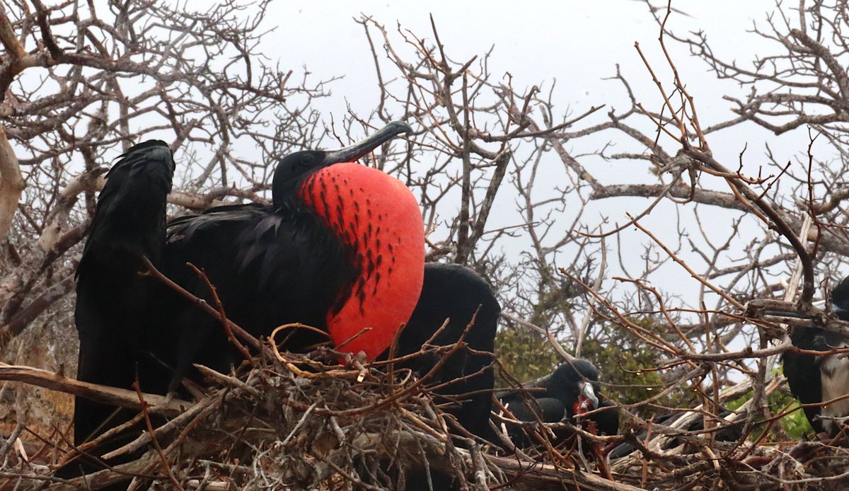 "FREGATA" shot taken in Galapagos islands where Fregate birds nest 😊
0.025E reserve

Check out this NFT by <a href="/Manasdra/">DrM07</a> on <a href="/foundation/">Foundation 🌐</a>! 🌐

foundation.app/mint/base/0x2f…