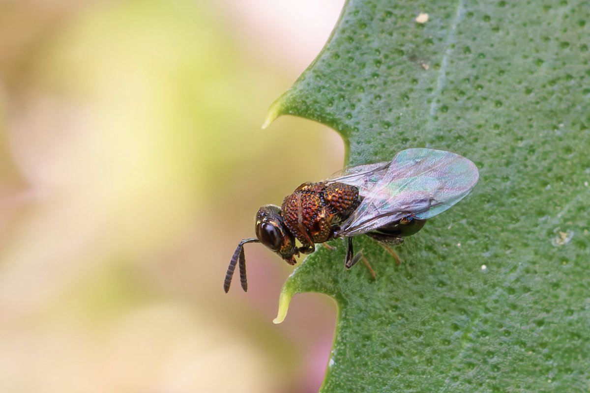 Mark Tyrrell (@marktyrrell66) on Twitter photo Trying to get an ID on this beautiful (and a little scary looking) Perilampus species parasitoid wasp. <a href="/StevenFalk1/">Steven Falk</a> #bwars #wasps Trying to get an ID on this beautiful (and a little scary looking) Perilampus species parasitoid wasp. <a href="/StevenFalk1/">Steven Falk</a> #bwars #wasps
