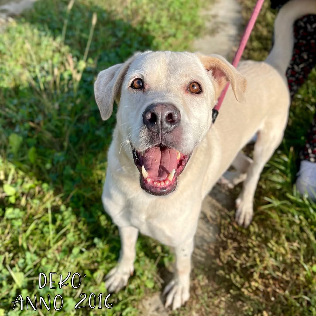4zampeinvolo's tweet image. 🐾 ADOZIONE DEL CUORE – DEKO' CERCA CASA! 🏠
📌 Affettuoso e protettivo verso i suoi umani: Dekò aspetta solo una famiglia da amare per sempre.
📣 Info rapide su DEKO':
📍 Età: 2016 (8 anni)
⚖️ Taglia: Grande
🧬 Razza: Meticcio
😃 Carattere: Dolce e vivace; è un cane gioioso…
