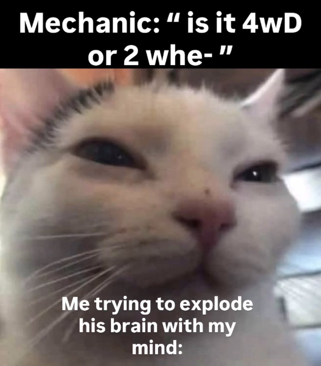 LiterallyMeCats (@literallymecats) on Twitter photo 