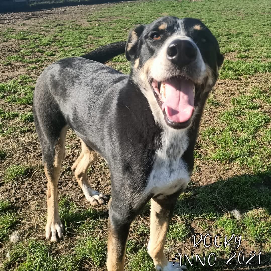 4zampeinvolo's tweet image. 🐾 ADOZIONE DEL CUORE – ROCKY CERCA CASA! 🏠
📌 Dolce, vivace e in cerca di amore: ROCKY aspetta solo una famiglia da amare per sempre.
📣 Info rapide su ROCKY:
📍 Età: 2021 (4 anni)
⚖️ Taglia: Media
🧬 Razza: Meticcio
😃 Carattere: Dolce, vivace e socievole
🐶 Compatibile con…