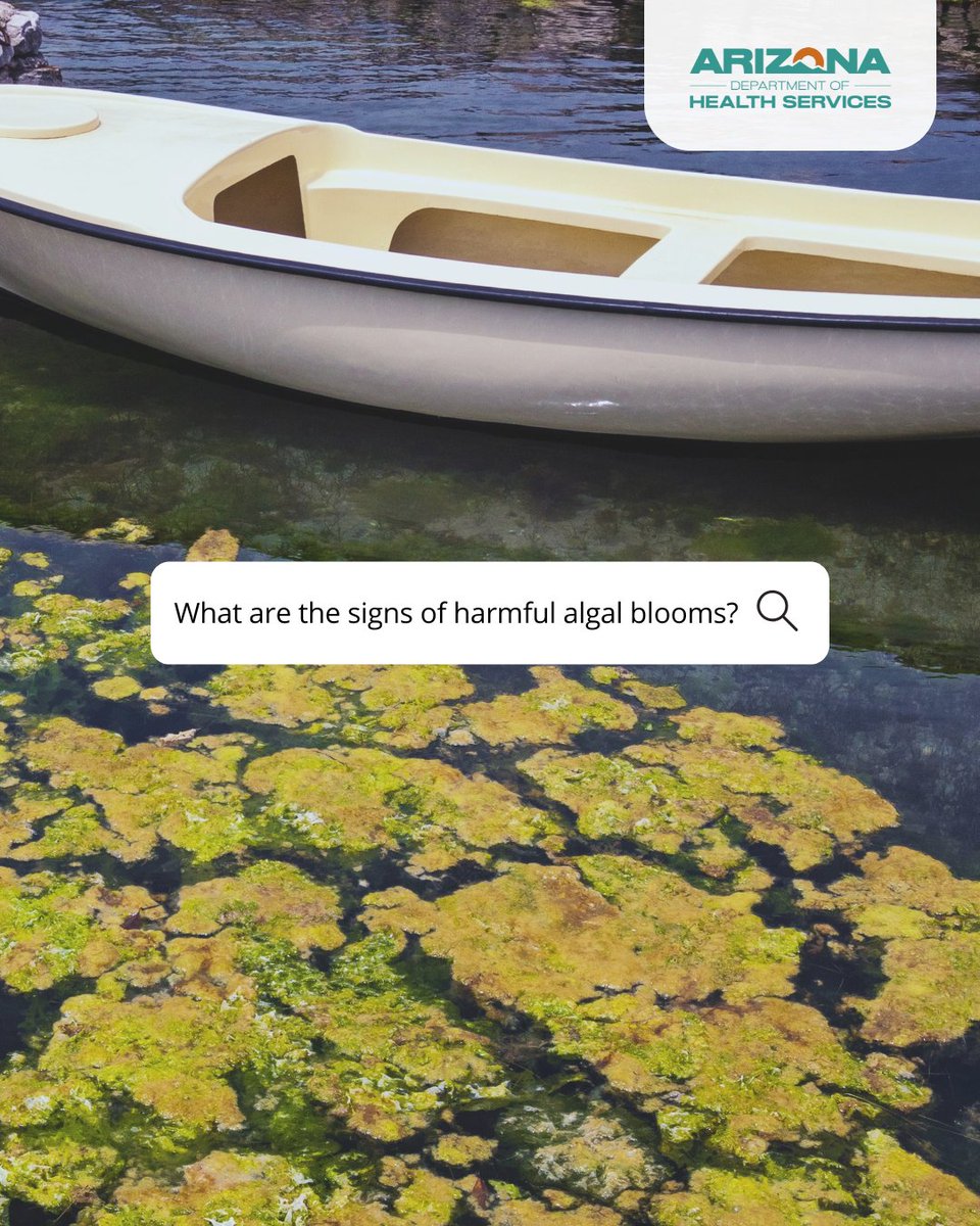 AZDHS's tweet image. 🚫🌊 Harmful Algal Blooms (HABs) can be dangerous!

Before heading out to swim, fish, or boat, check local water quality advisories.

Some blooms produce toxins that can harm people, pets, and wildlife.

For HAB Forecasts, please visit: 1.azdhs.gov/43ziDkh