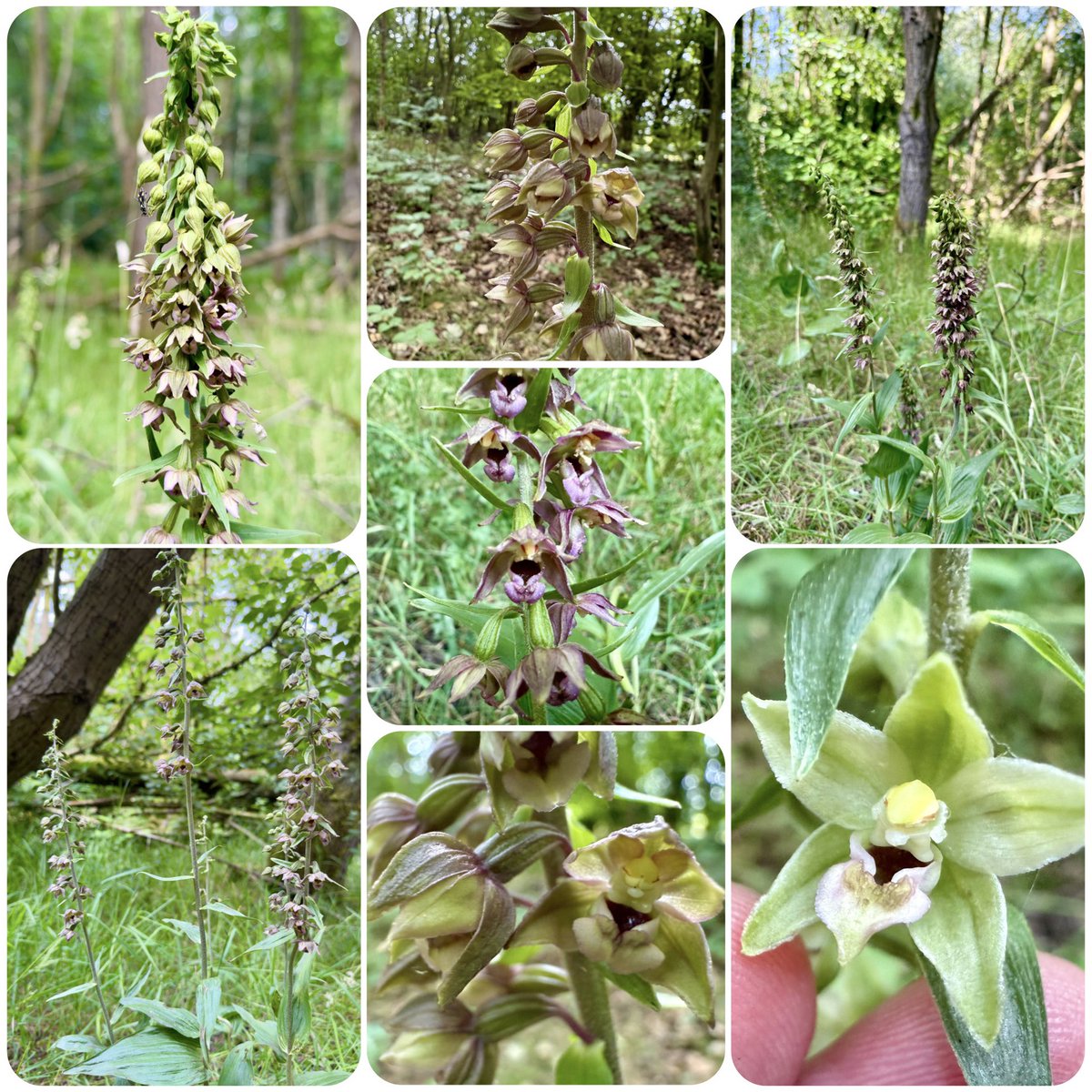 botany_beck's tweet image. It’s been so hot this week that I’ve been keeping in the shade. I’ve had good company though, lots of gorgeous Broad-leaved Helleborines!!! Thankfully they haven’t chomped by deer this year! #WildflowerHour
