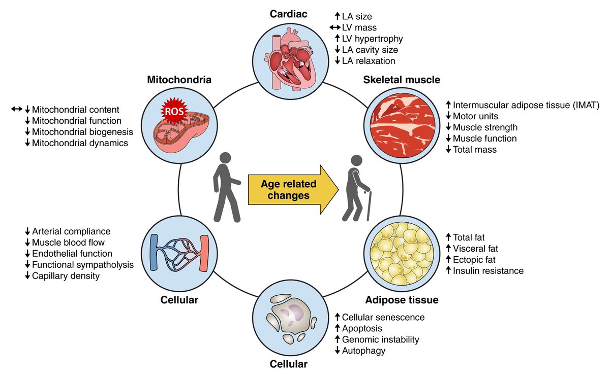 Circulation Research (@circres) on Twitter photo <a href="/CircRes/">Circulation Research</a> Compendium on #Cardiopulmonary Disease and #Exercise
#Cardiovascular #Aging and Exercise: Implications for Cardiovascular Disease Prevention and Management ahajrnls.org/3GzENLM
Authored by <a href="/vinayaksub/">Vinayak Subramanian</a> & colleagues
<a href="/ambarish4786/">ambarish</a> @WesleyTux1333 <a href="/aepetersMD/">Anthony Peters</a> <a href="/CircRes/">Circulation Research</a> Compendium on #Cardiopulmonary Disease and #Exercise
#Cardiovascular #Aging and Exercise: Implications for Cardiovascular Disease Prevention and Management ahajrnls.org/3GzENLM
Authored by <a href="/vinayaksub/">Vinayak Subramanian</a> & colleagues
<a href="/ambarish4786/">ambarish</a> @WesleyTux1333 <a href="/aepetersMD/">Anthony Peters</a>
