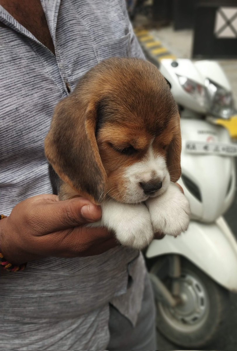 rajeshkumarpv's tweet image. Got her 7 years back on a July 14th.   Even at 12am, she's giving me company while watching #wimbledonfinals with her sleepy eyes.  Daughter named her Sasha. Never left her alone since then. 🎂 . Unconditional Love 💕.