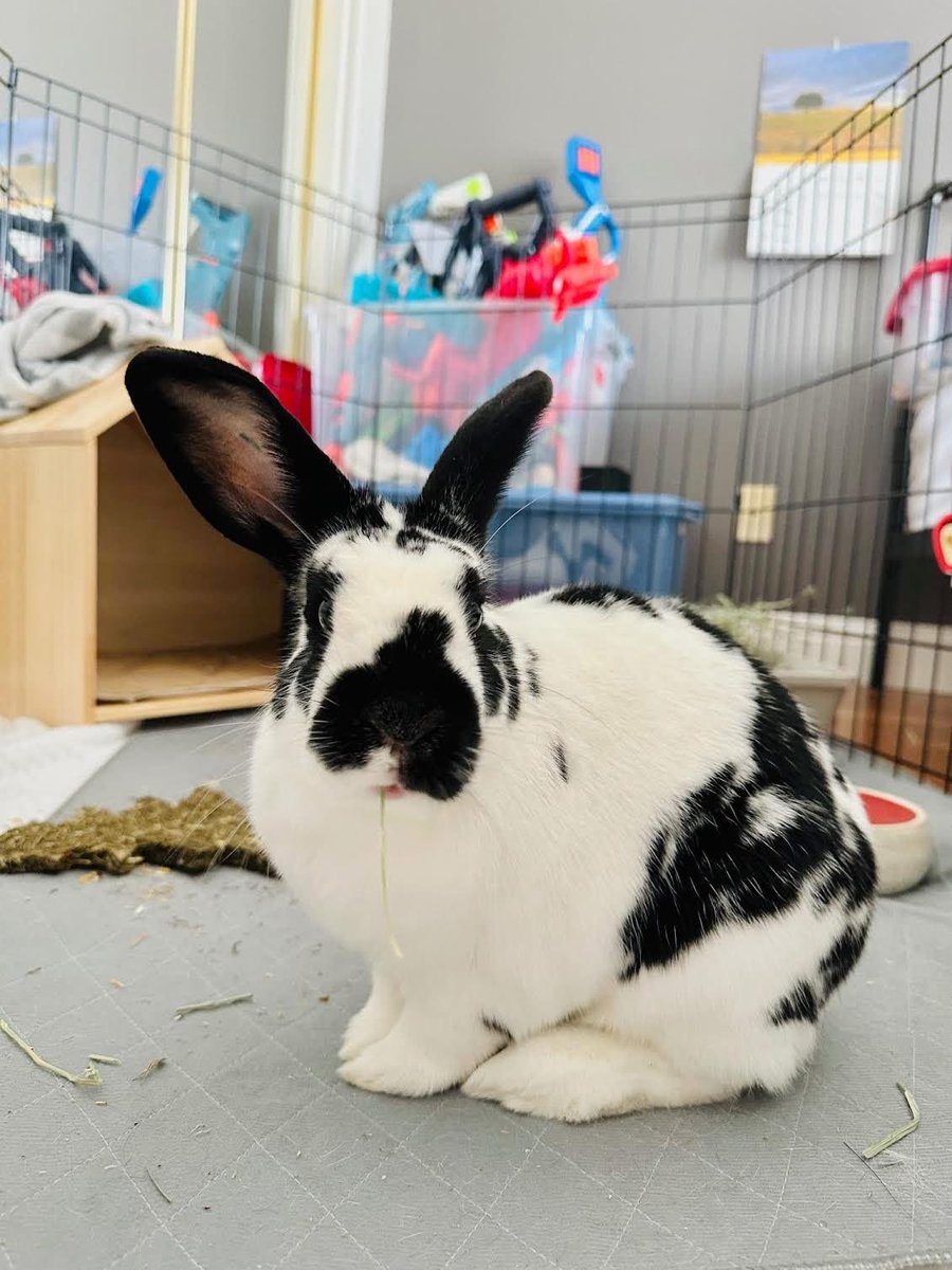 HouseRabbit's tweet image. Paulie arrived last month with an infected mass on his right leg. His surgery was done here and the mass turned out to be benign. π©Ίπ
Paulie is a gentle, resilient soul, healing in a foster home, and ready to find a new family!
Help rabbits like Paulie: houserabbit.org/donate