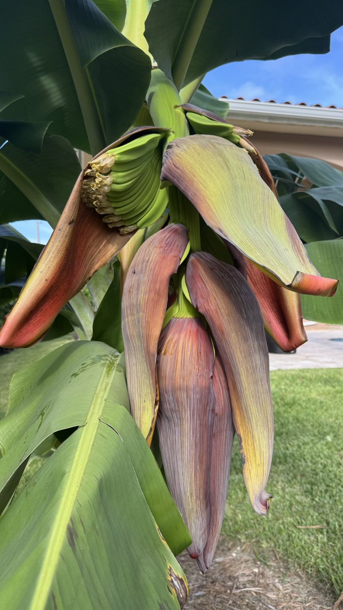 Banana is such a beautiful tree.  Specially when it fruits