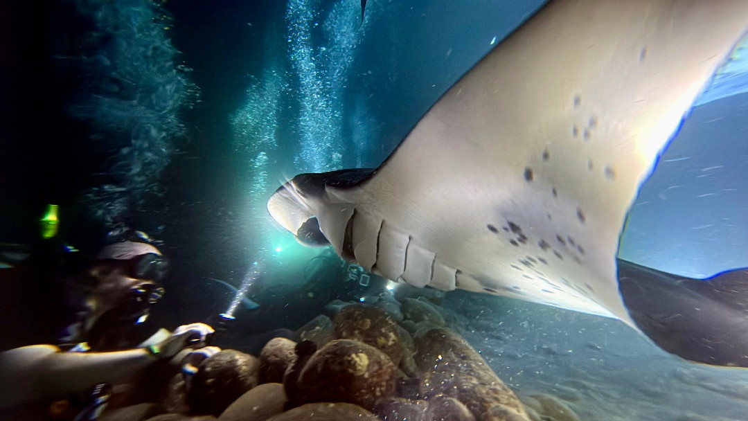 fnkmnky's tweet photo. I had an incredible experience diving with manta rays in the beautiful waters of Hawaii. These gentle giants gracefully glided through the water, their enormous wings spanning as wide as 23 feet. Their movements were smooth and effortless almost as if they were performing a choreographed ballet.