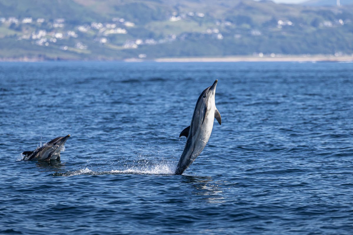 dunbar44's tweet image. Photos of the week, common Dolphins, swift, Irish hare and a hen harrier ! Enjoyable week of wildlife in Ireland.