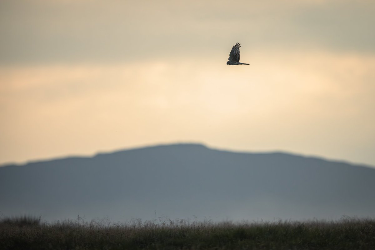 dunbar44's tweet image. Photos of the week, common Dolphins, swift, Irish hare and a hen harrier ! Enjoyable week of wildlife in Ireland.