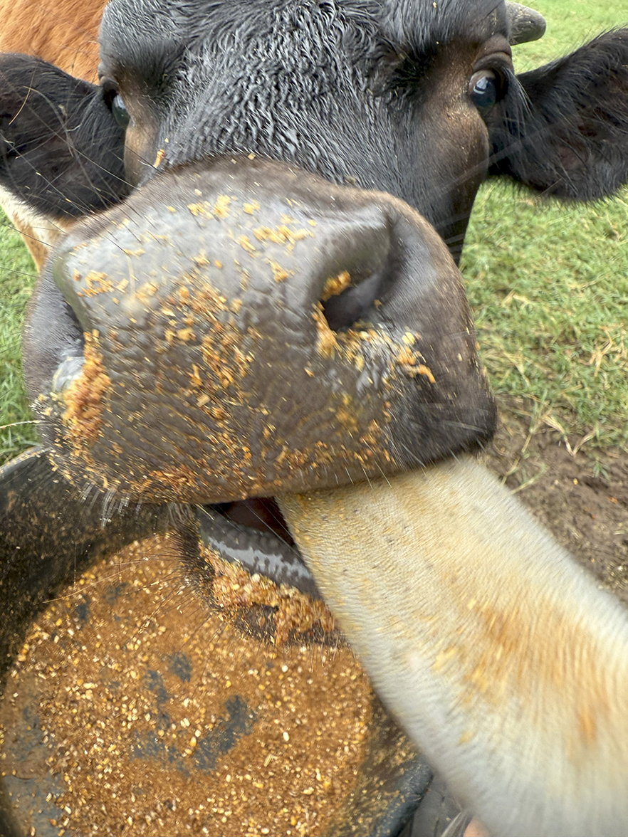 My friend Kevin reports that, though he's had quite a bit of rain at his ranch near Comanche, it doesn't seem to be impacting the appetite of his new longhorn calf, Ricky, who was born in January.  Kevin took this shot of Ricky just this morning.

Thanks, Kevin. Ricky's awesome!