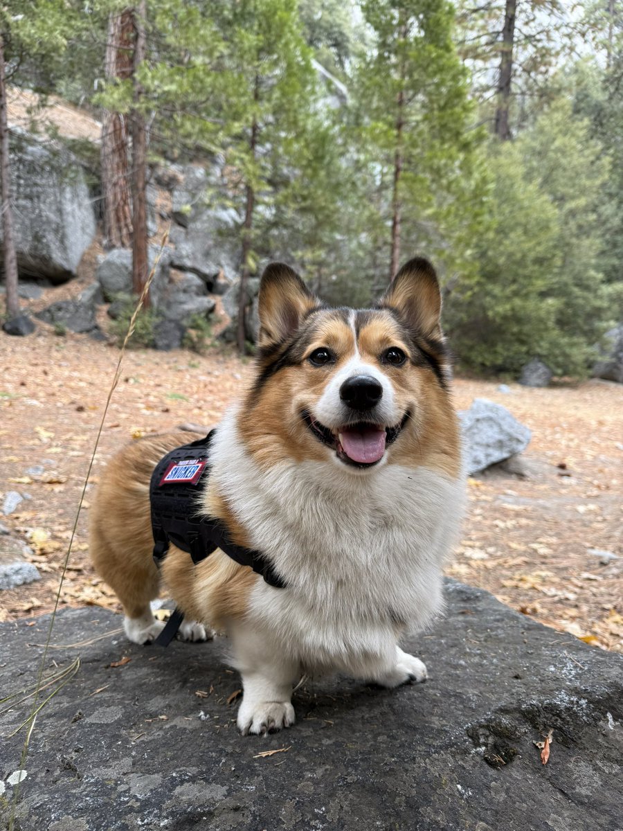 WinstonCorgiDog's tweet image. Happy Sunday Corgi Dog Winston-Family!☀️🐶✌🏻 Hope You’re All Well and Having a Wonderful Weekend Furiends!💕 Peace and Blessings💌❤️ #happy #Sunday #Corgi #Dog #family #yosemite #pics #CorgiCrew