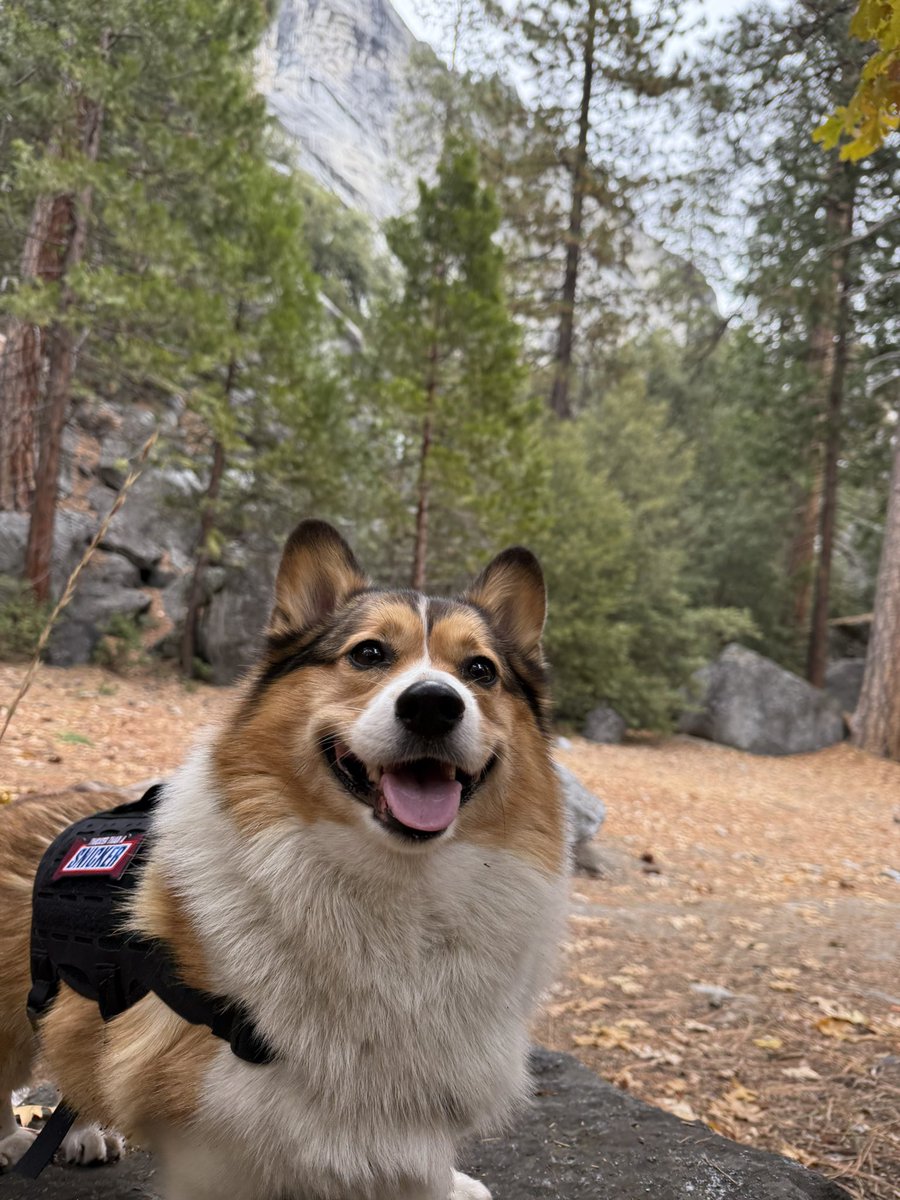 WinstonCorgiDog's tweet image. Happy Sunday Corgi Dog Winston-Family!☀️🐶✌🏻 Hope You’re All Well and Having a Wonderful Weekend Furiends!💕 Peace and Blessings💌❤️ #happy #Sunday #Corgi #Dog #family #yosemite #pics #CorgiCrew