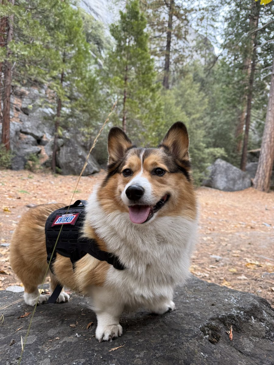 WinstonCorgiDog's tweet image. Happy Sunday Corgi Dog Winston-Family!☀️🐶✌🏻 Hope You’re All Well and Having a Wonderful Weekend Furiends!💕 Peace and Blessings💌❤️ #happy #Sunday #Corgi #Dog #family #yosemite #pics #CorgiCrew