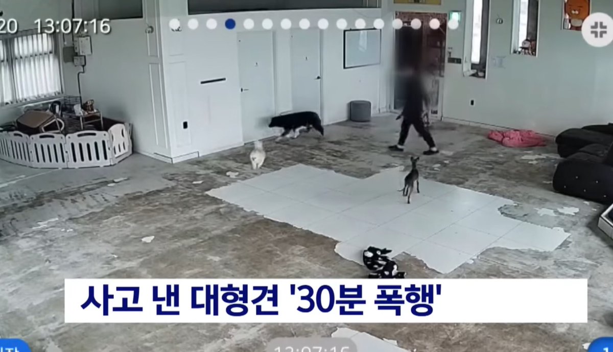 경남 창원의 한 ‘애견유치원’ 에서 관리 부실로 대형견이 소형견을 물어 사망했고 공격한 대형견은 유치원 원장에게 지속적으로 폭행당한 사고가 발생했다. 업체명이 공개 되어야 하며 이런 자들은 절대 반려견 관련 사업을 못하게 해야됨. (유치원, 미용업,간식판매업등) youtu.be/1Y67xK8vAx4?si…