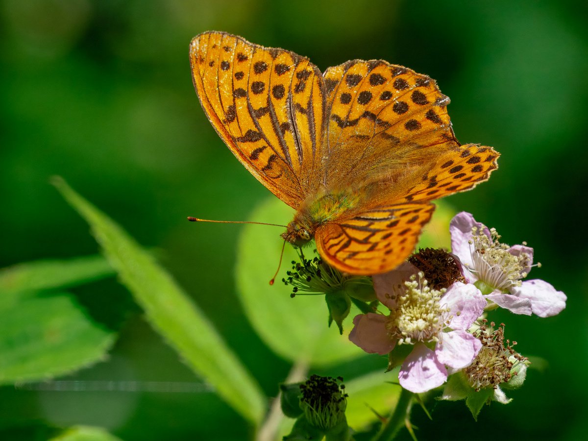 Elliott81758817's tweet image. Good day out at @RSPBMinsmere yesterday with @DavidWalsh22. Little, Arctic, and hundreds of Sandwich Terns were nice to see! Also White Admirals, SW Fritillaries, Purple Hairstreaks, Waders, Bittern, Bearded Tit, and more! Video shows Arctic, Sandwich and Common Terns.