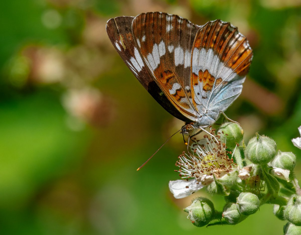 Elliott81758817's tweet image. Good day out at @RSPBMinsmere yesterday with @DavidWalsh22. Little, Arctic, and hundreds of Sandwich Terns were nice to see! Also White Admirals, SW Fritillaries, Purple Hairstreaks, Waders, Bittern, Bearded Tit, and more! Video shows Arctic, Sandwich and Common Terns.