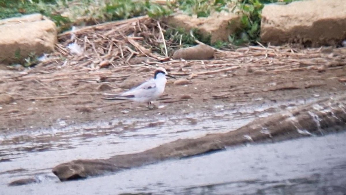 Elliott81758817's tweet image. Good day out at @RSPBMinsmere yesterday with @DavidWalsh22. Little, Arctic, and hundreds of Sandwich Terns were nice to see! Also White Admirals, SW Fritillaries, Purple Hairstreaks, Waders, Bittern, Bearded Tit, and more! Video shows Arctic, Sandwich and Common Terns.