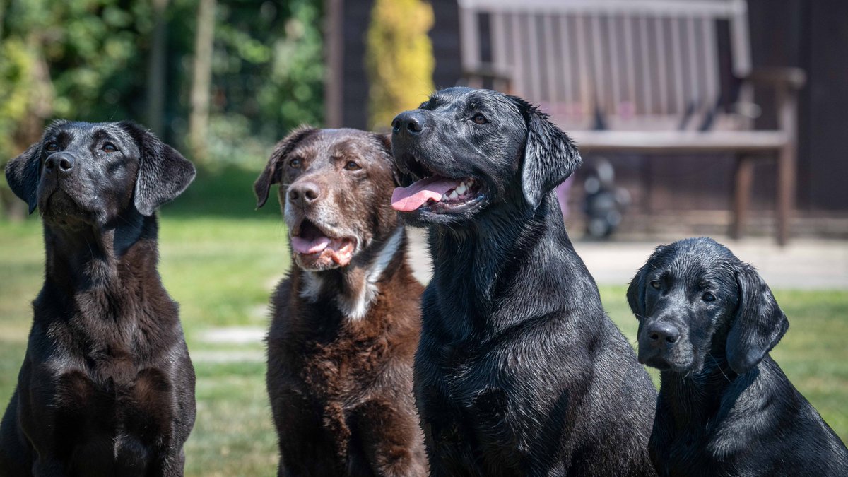 Nigel Kirby Photography (@nigekirby) on Twitter photo A day at home and time to catch up with <a href="/VesKirby/">Vesna Kirby</a> and the gang, expecially young "Blue" who is growing so fast and already 4 months old! <a href="/tattneygundogs/">tattney gundogs </a> #labrador #dogphotography A day at home and time to catch up with <a href="/VesKirby/">Vesna Kirby</a> and the gang, expecially young "Blue" who is growing so fast and already 4 months old! <a href="/tattneygundogs/">tattney gundogs </a> #labrador #dogphotography