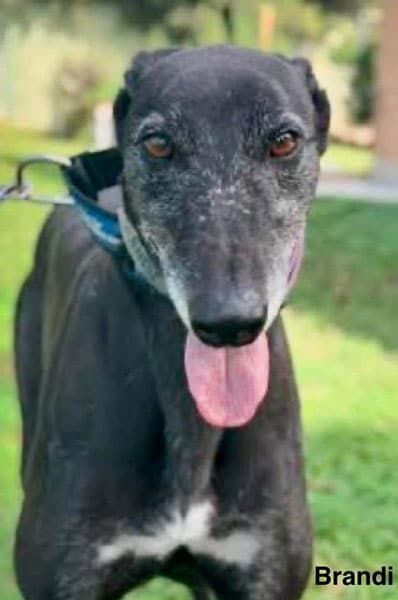 Beautiful Brandi just celebrated her 4th birthday on July 6! She is seeking a forever home without cats. Read more about her: galtx.org/hound/brandi2/ 

#Greyhounds #AussieGreyhounds