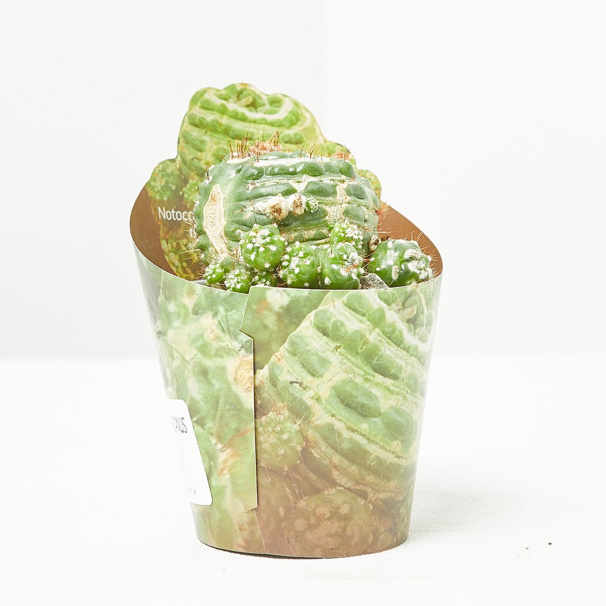 ¿De formas redondeadas o alargadas, en verde o en colores? Tú piensa en lo que más te apetece y encuéntralo en nuestra selección de cactus.

Aumenta tu colección con variedades súper originales: bit.ly/CactusVerdecora