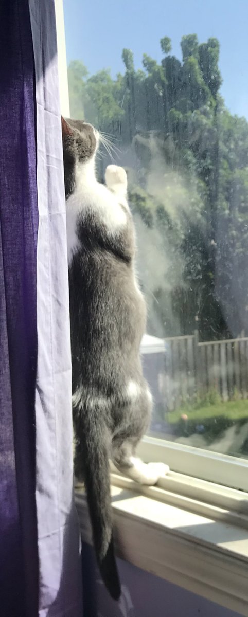 The Joy Of Cats 🫶🇨🇦 (@joyofcats) on Twitter photo <a href="/fluffybasil/">Teddy, Pumpkin Pie & Magic</a> <a href="/GordonHarmony/">Harmony & Angel BeeGee</a> <a href="/BloomNight2/">Kira 🌻🌻🌻</a> <a href="/LittleMaineCoon/">Holly Purr⚜️</a> <a href="/AngusMcPussPuss/">Angus 🌈 & Furgus McPussPuss🌻</a> <a href="/VitCza/">Rocky 😸Tabitha 😽Bernee🐻🌈Vitcza🌈Barney</a> <a href="/vroberts9/">Vicki & 🐾Misty, Maggie & Molly🐾</a> <a href="/Joeybird/">🌸Clare🌼</a> <a href="/DonnaLeeThomps8/">Donna-Lee 🌈🌈 Buddy Basil Clinton LG Mo Maui🌈🌈</a> <a href="/DigilioDonna/">DonnaD</a> <a href="/Betty_Boo_Kat/">Prince Toby & Princess Betty #OTRB</a> <a href="/MoetBlindCat/">Moet the Blind Cat</a> Ooooo . . . Exciting times, pals!!! New people to look at, out the window!!
I like to peek outside too!
Dash *the curious one*. (Loved the clock on the wall too! 😻😻😻) <a href="/fluffybasil/">Teddy, Pumpkin Pie & Magic</a> <a href="/GordonHarmony/">Harmony & Angel BeeGee</a> <a href="/BloomNight2/">Kira 🌻🌻🌻</a> <a href="/LittleMaineCoon/">Holly Purr⚜️</a> <a href="/AngusMcPussPuss/">Angus 🌈 & Furgus McPussPuss🌻</a> <a href="/VitCza/">Rocky 😸Tabitha 😽Bernee🐻🌈Vitcza🌈Barney</a> <a href="/vroberts9/">Vicki & 🐾Misty, Maggie & Molly🐾</a> <a href="/Joeybird/">🌸Clare🌼</a> <a href="/DonnaLeeThomps8/">Donna-Lee 🌈🌈 Buddy Basil Clinton LG Mo Maui🌈🌈</a> <a href="/DigilioDonna/">DonnaD</a> <a href="/Betty_Boo_Kat/">Prince Toby & Princess Betty #OTRB</a> <a href="/MoetBlindCat/">Moet the Blind Cat</a> Ooooo . . . Exciting times, pals!!! New people to look at, out the window!!
I like to peek outside too!
Dash *the curious one*. (Loved the clock on the wall too! 😻😻😻)