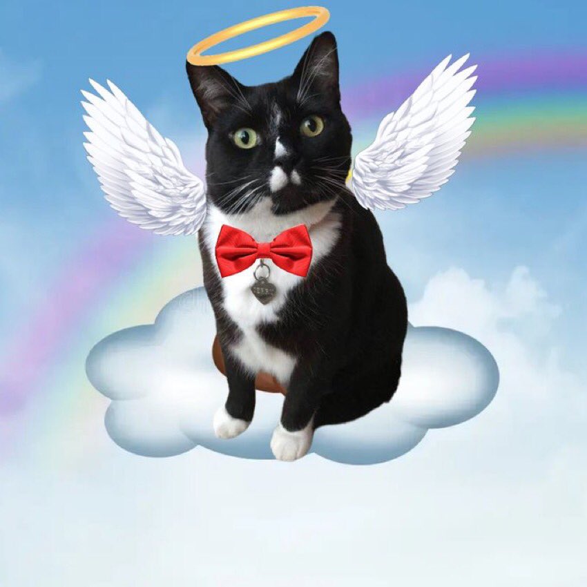 Rocky 😸Tabitha 😽Bernee🐻🌈Vitcza🌈Barney (@vitcza) on Twitter photo <a href="/PazzNiko_Cat/">PAZZ & NIKO ZOMB HUNTERS</a> <a href="/jerry_tuxedo/">Angel 🌈 Captain Jerry - RIP 1.8.2013-17.6.2025</a> Look up to the brightest 🌟 Jerry will know you are there OVR #TheAviators <a href="/PazzNiko_Cat/">PAZZ & NIKO ZOMB HUNTERS</a> <a href="/jerry_tuxedo/">Angel 🌈 Captain Jerry - RIP 1.8.2013-17.6.2025</a> Look up to the brightest 🌟 Jerry will know you are there OVR #TheAviators