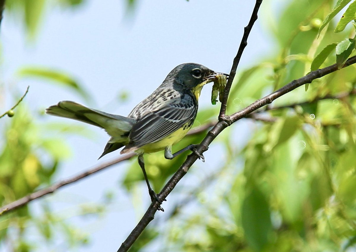 Steven Clinch tweet media