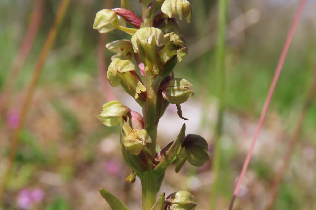 Frog orchids, Sheskinmore. #wildflowerhour