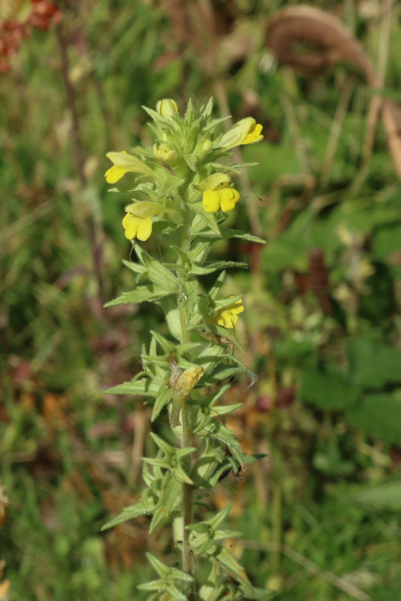 #HairyPlants #wildflowerhour  Yellow Bartsia along the Fife Coastal Path