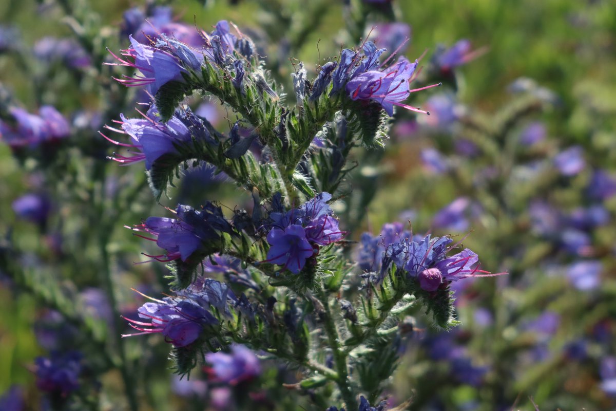 #HairyPlants #wildflowerhour Viper's Bugloss, Aberlady, East Lothian