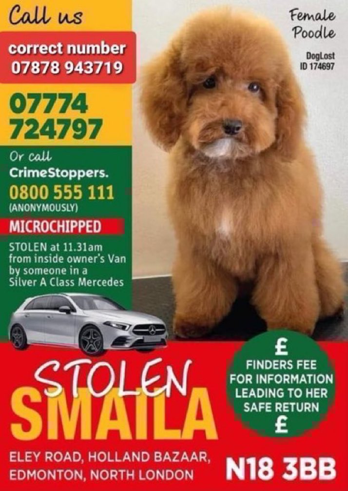 Over 3 years 💔😢
Please RT &amp; help get Smaila back home 🙏
She was stolen from the family’s van on 30th March 2022 from the car park at HOLLAND BAZAAR Cash &amp; Carry, Elay Road, #London #N18 by people in Silver Mercedes A Class🤬 #StolenSmaila #stolendoghour #Poodle  <a href="/StolenSmaila/">Stolen Smaila Poodle Edmonton N18</a>