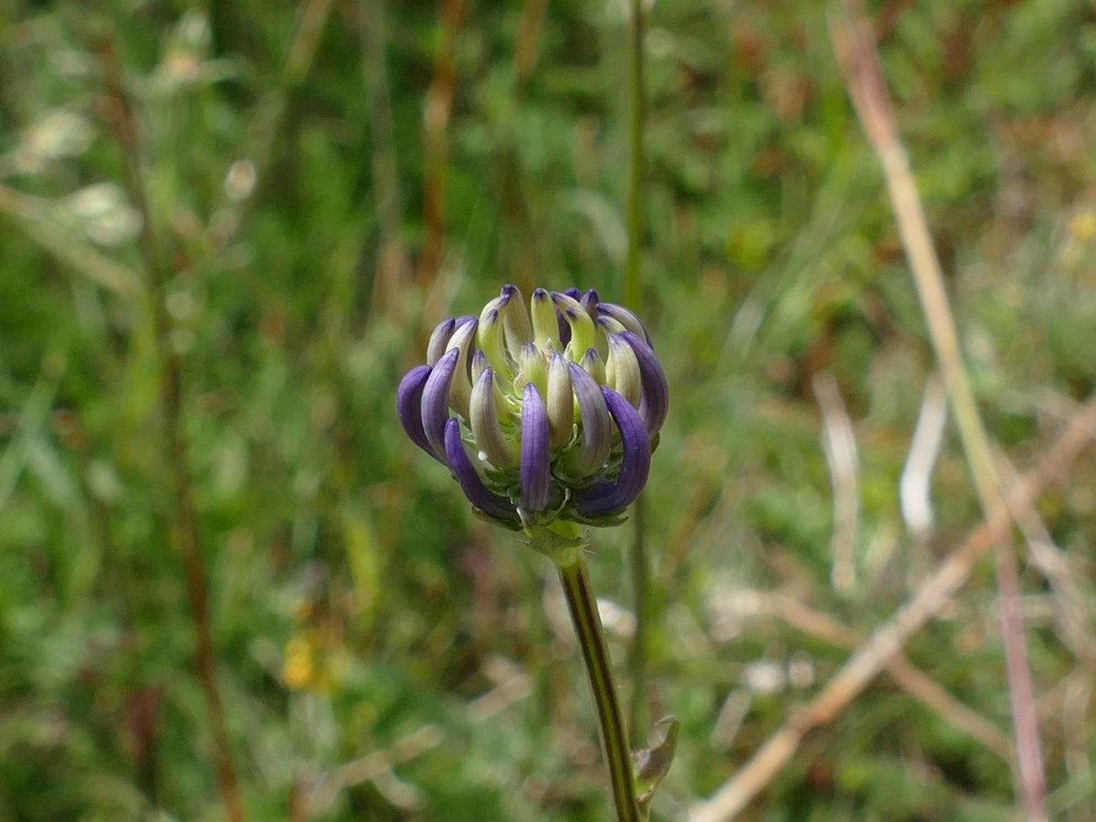 RogerRob473's tweet image. Round-headed rampions (phyteuma orbiculare) seen this week on Stockbridge Down. #wildflowerhour