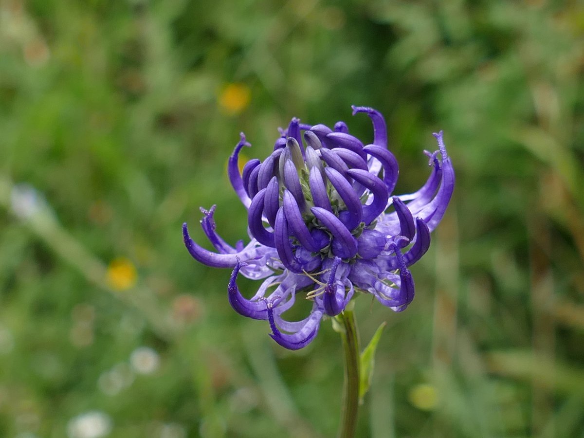 RogerRob473's tweet image. Round-headed rampions (phyteuma orbiculare) seen this week on Stockbridge Down. #wildflowerhour