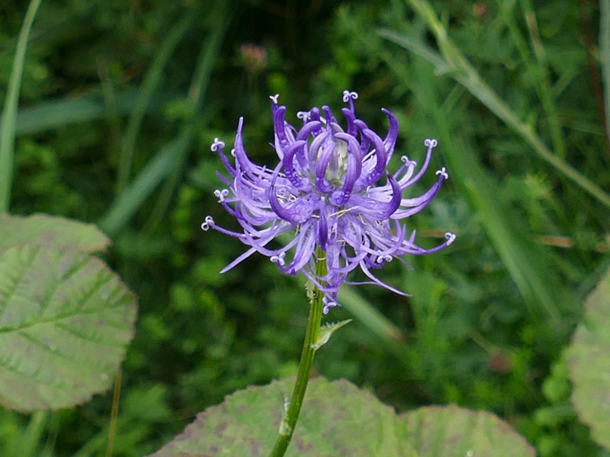 RogerRob473's tweet image. Round-headed rampions (phyteuma orbiculare) seen this week on Stockbridge Down. #wildflowerhour