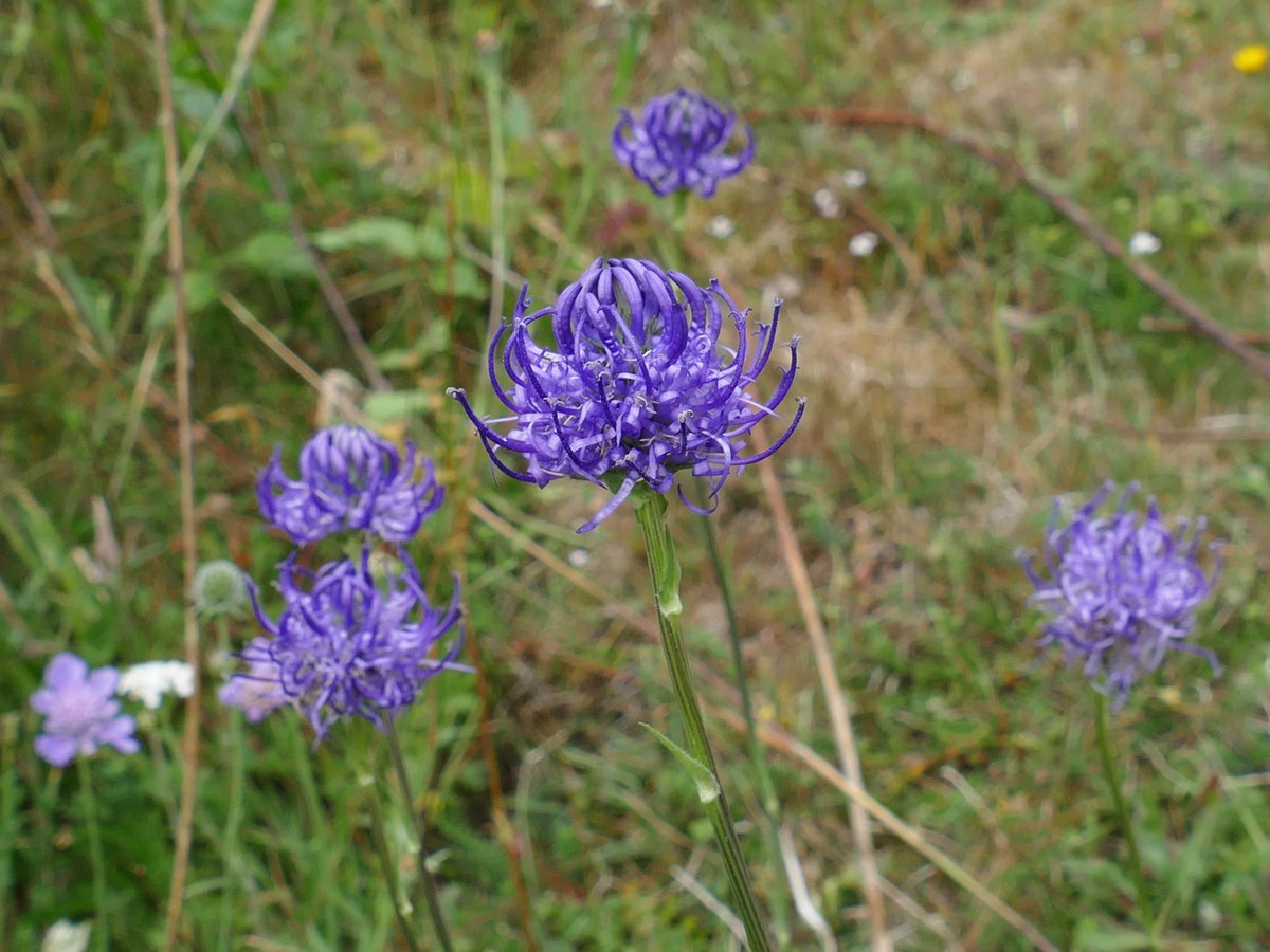 RogerRob473's tweet image. Round-headed rampions (phyteuma orbiculare) seen this week on Stockbridge Down. #wildflowerhour