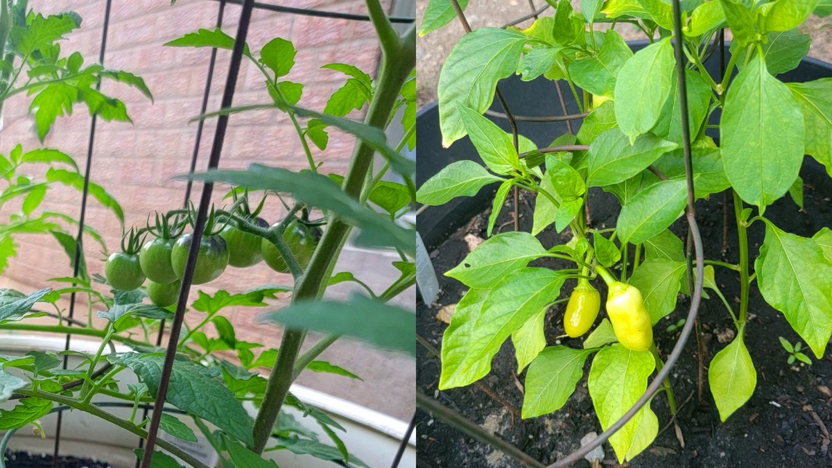 How it started &amp; How its going 🌱🪴

My lil veggie garden is bringing me a lot of happiness lately in my crazy life.

Some tomatoes &amp; peppers are growing 🙌💓🍅🫑