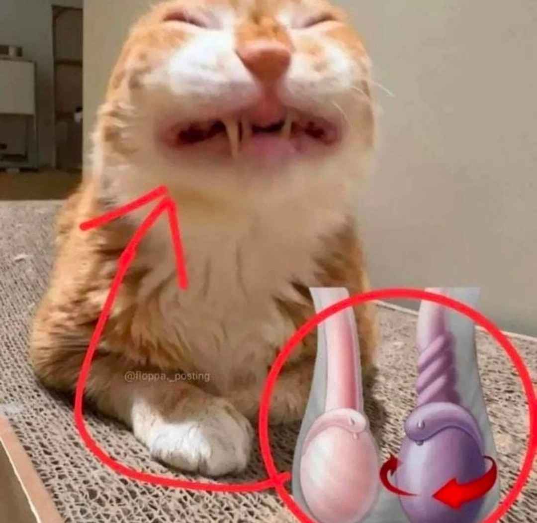 ShitpostGateway (@shitpostgate) on Twitter photo 