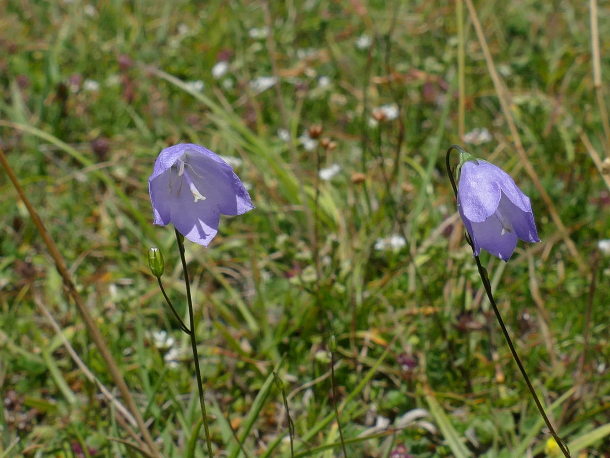 RogerRob473's tweet image. Harebells at The Holies, Streatley (W. Berks) today.
#wildflowerhour