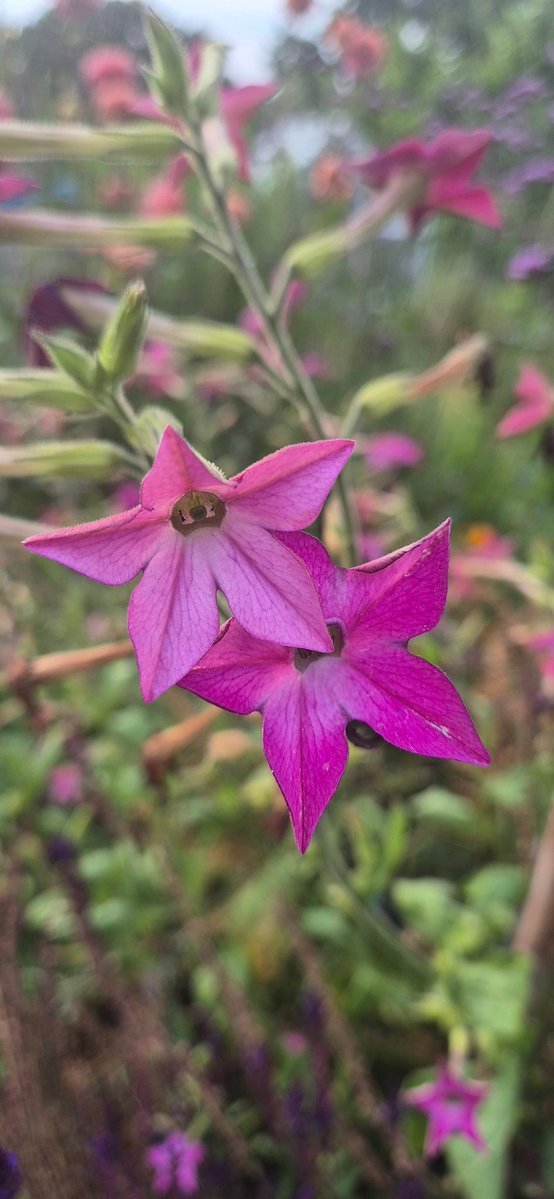 lovely_plot's tweet image. The plot is very crrrrrispy but there are a few plants that are thriving in this heat:
β€οΈVerbena bonariensis
β€οΈ Echinops
β€οΈ Teasels
β€οΈ Dahlias
β€οΈ Borage
β€οΈ Nicotiana
β€οΈ Beetroots
β€οΈ Parsnips
β€οΈ Chillies
The rest is.... fried π