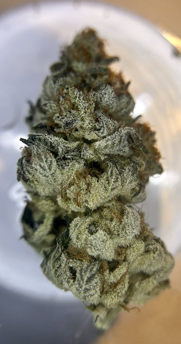 CabinEarly's tweet image. This one isn’t even a #Triploid 🤯 

Frozen Royalty S1 🥶👑

@wavvys @CopycatGenetix